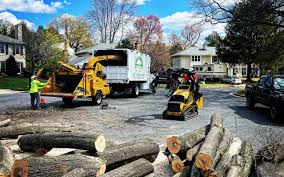 Best Palm Tree Trimming  in New Madison, OH